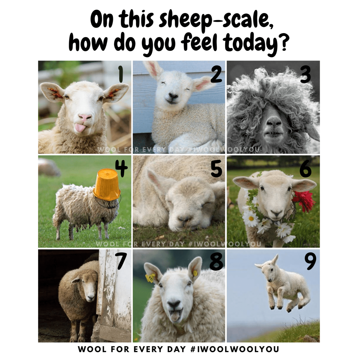 Sheep Scale 1-9 Meme | Wool For Every&nbsp;Day